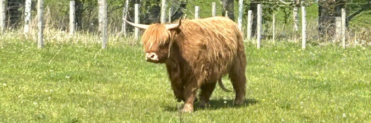 Scotland May 7-11 Scotland May 7-11